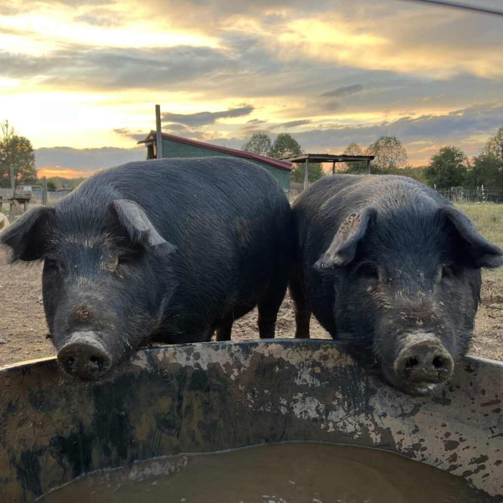 AMHA – Mulefoot Hog Registry